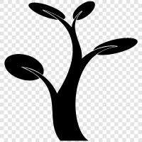 leaves, bark, trunk, branches icon svg