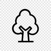 leaves, bark, trunk, branches icon svg