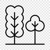 leaves, bark, needles, height icon svg