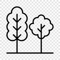 leaves, branches, bark, needles icon svg