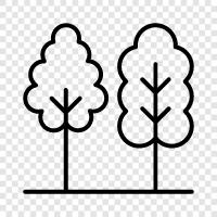 leaves, bark, branches, roots icon svg