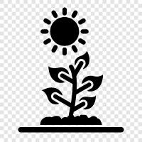 light, plant, photosynthetic, light energy light energy icon svg