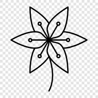 lily flower, lily of the valley, lily icon svg