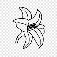 Lily, Bloom, Bloomer, Blooms symbol