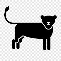 lionesses, lion, pride, female icon svg