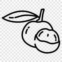 longan fruit, longan extract, longan fruit extract, longan icon svg