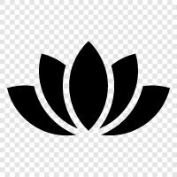 Lotus, Blumen, Blüte, Lotusblüte symbol