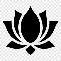 Lotus, Çiçekler, Kan, Güzel ikon svg