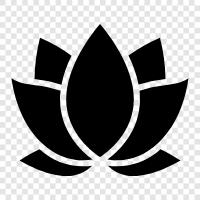 Lotus Tohumu, Lotus Pod, Lotus Çiçek Çayı, Lotus Çiçek İlaçları ikon svg