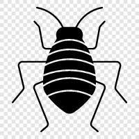 louse, pest, infestation, bed bug icon svg