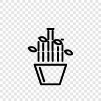 lucky bamboo tree, lucky bamboo leaf, lucky bamboo plant, lucky bamboo seed icon svg