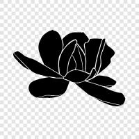 Magnolia Blossom, Magnolia Tree, Magnolia Flower, Magnolia Plant icon svg