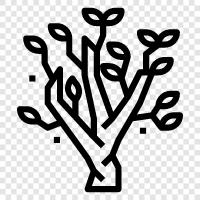 Magnolia Blossom, Magnolia Tree, Magnolia Blossom Tree, Magnolia icon svg