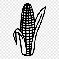 maize, cob, grain, field icon svg