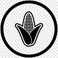 maize, field corn, sweet corn, popcorn icon svg