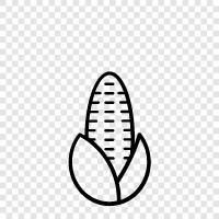 maize, field, field crop, grain icon svg