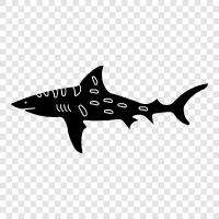 manta ray, great white shark, ocean, apex predator icon svg