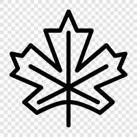 Maple Leaf Bank, Maple Leaf Gardens, Maple Leaf Foods, Maple Leafs icon svg