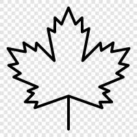 Maple Leaf Club, Maple Leaf Gardens, Maple Leaf Stadium, Maple Leaf icon svg