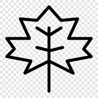 Maple Leaf Coins, Maple Leaf Bank, Maple Leaf Notes, Maple Leaf Club icon svg