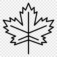 Maple Leaf Gardens, Maple Leaf Stadium, Maple Leafs, Maple Leafs Hockey icon svg