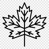 Maple Leaf Silver, Maple Leaf Gold, Maple Leaf Blue, Maple Leaf Green icon svg