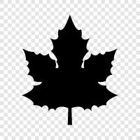 Таверна с кленовым листом, кленовые листья, хоккей с кленовым листом, торонтские кленовые листья Значок svg