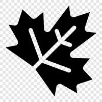 Maple Leafs, Hockey, Toronto Maple Leafs, NHL symbol