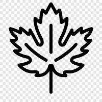 Maple Leafs, Maple Leaf Stadium, Toronto Maple Leafs, Maple Leaf icon svg