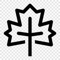 Maple syrup, Maple tree, Maple leaves, Maple bark icon svg