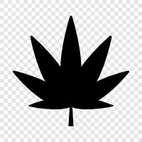 Marijuana, Pot, Hemp, Cannabis sativa icon svg