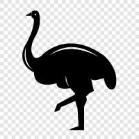 meat, farming, ostrich farm, ostrich farming icon svg