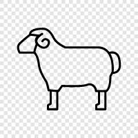 meat, farming, wool, fleece icon svg