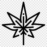 medizinisches Marihuana, Apotheken, Stämme, CBD symbol