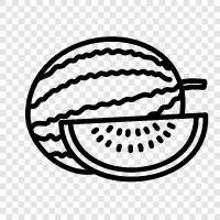 melon, summer, fruit, healthy icon svg