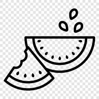 melon, cantaloupe, honeydew, fruit icon svg