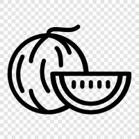 melons, cantaloupe, honeydew, fruit icon svg