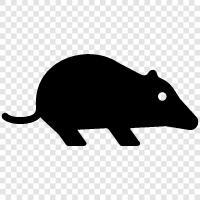 molehill, mole rat, mole cricket, mole skink icon svg