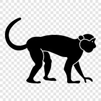 maymun, primate, gibbon, mandrill ikon svg