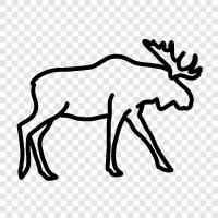 Moose hunting, Moose hunting tips, Moose hunting videos, Moose hunting pictures icon svg