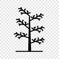 naked tree, tree without leaves, barren tree, bare tree icon svg