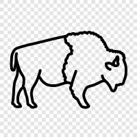 national bird, American bison, animal, herd icon svg