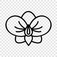 nature, flowers, pollination, Orchid icon svg