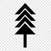 needles, cones, bark, tree icon svg