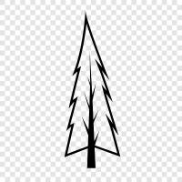 needles, cones, forest, Christmas icon svg