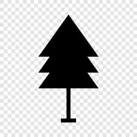 Nadeln, Zapfen, Baum, Wald symbol