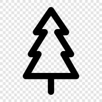 needles, cones, growth, Christmas icon svg