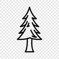 needles, cone, cones, Spruce icon svg