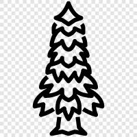 needles, cones, bark, tree icon svg