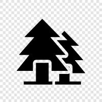 needles, cones, Christmas, Spruce icon svg